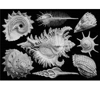 Puzzle 1000 pezzi Shells di Cloudberries