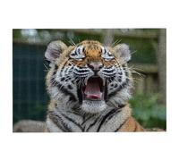 Puzzle 1000 Pezzi Tigre, Puzzle Animali Puzzles in Legno Dimensione Di 75x50cm, Classici Sfide Divertenti Intrattenimento Creativo, Divertimento Confezione di Alta Qualità Regalo Uomo e Donna -1712