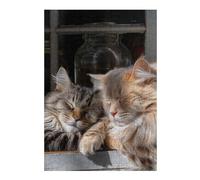 Puzzle 1000pcs(38x26cm) Per Adolescenti Cozy Cats on Windowsill Puzzle Per Adulti Gioco Pratico Decorazione Perfetta Aiuta Ad Allenare Il Cervello 1000pcs(38x26cm)