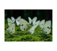 Puzzle 1500 Pezzi Farfalla, Puzzle Pianta, Classici Puzzles in Legno con Compact Box, Puzzles per Adulti e Tutta la Famiglie Divertimento Sfide Extra Divertenti Idea Regalo Donna, Decorazioni -2038