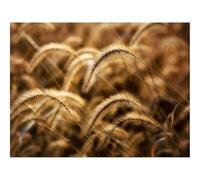 Puzzle 1500 Pezzi Idea Regalo uomo e uonna -Orecchie,Campo,Ora,Erba,Secco 87x57cm