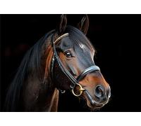 Puzzle 200 Pieces Animale Bambina Bambino 10 8 9 6 5 7 Anni Regalo Maschio Adulti Legno Cavallo Puzzle Arte Giochi Gioco di QI Ragazzo Grandi Dimensioni 35x25cm,200pcs Regalo Toy, Scatola P-973