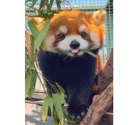 Puzzle 2000 Pezzi per Adulti Foglie Bambù Panda Rosso, Hobby Rilassante Senza Schermi, Idea Regalo di Classe per Lei o Lui (100x70 cm)
