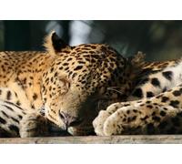 Puzzle 300 (38 x 26 cm) pezzi per adulti, puzzle di Jaguar a riposo, gioco anti-stress e giocattolo educativo per adulti