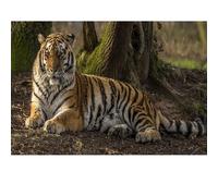 Puzzle 300 per adulti, puzzle di animali Tigri, leoni, leopardi e lupo, per i giochi di famiglia e dipinti decorativi murali.