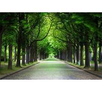 Puzzle 300 Pezzi Sentiero Degli Alberi Puzzle Adulti 38 x 26 cm Giochi Rilassamento e Intelligence 300 Pezzi Puzzles per Uomini e Donne Regalo Creativo per il Relax