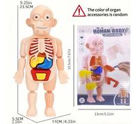 Puzzle 3D educativo per insegnare ai bambini l'anatomia umana con un modello fai da te assemblato