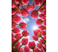 Puzzle 50 Pezzi, Puzzle per Adulti Tulipani Rosa 35x25 cm, Impossibile Difficile Puzzles Impegnativo Come Regalo e Decorazione per Pareti