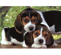 puzzle 500 pezzi compact - cuccioli di beagle