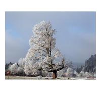 Puzzle 500 Pezzi Idea Regalo uomo e uonna -Albero,Metà,Vecchia,Rami,Neve 52x38cm