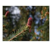 Puzzle 500 Pezzi Idea Regalo uomo e uonna -Bump,abete,ramo 52x38cm