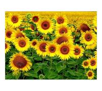 Puzzle 500 Pezzi Idea Regalo uomo e uonna -Campo,girasoli,paesaggio 52x38cm