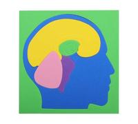 Puzzle Anatomia Per Bambini Di Cervello Scientifico EVA Da Assemblaggio