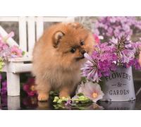 Puzzle animaletti carini: cucciolo curioso 54 pezzi TREFL