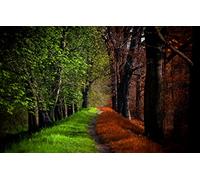 Puzzle Arte 1000 Pezzi Dall'Estate All'Autunno, Il Paesaggio Naturale della Foresta 75 * 50Cm