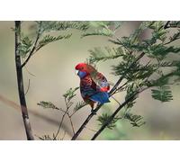 Puzzle Branch parrot da 7000 pezzi: i più bei giochi di arredamento per interni 14 anni+