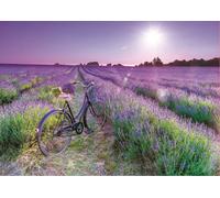 Puzzle Campo di lavanda 1000 pezzi EDUCA
