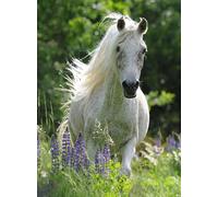 Puzzle Cavallo Bianco XXL 100 pezzi