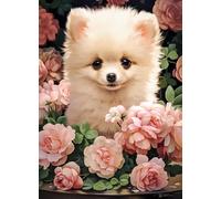 Puzzle cucciolo di Pomerania tra le rose 60 pezzi