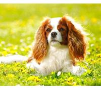 Puzzle da 1000 pezzi in legno per attività familiari, giochi Cavalier King Charles Spaniel, decorazione per la famiglia, regalo di compleanno unico adatto per adolescenti e adulti
