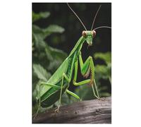 Puzzle Da 1000 Pezzi Per Adulti Giochi Di Antistress DIY Creativo Regalo Animal Mantis Decorazione Casa Puzzles Di Legno 78×53cm