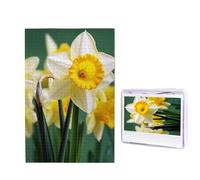 Puzzle da 1000 pezzi per adulti in legno impegnativo puzzle narciso fiore foto puzzle personalizzato per adulti e bambini serate di gioco in famiglia 50 x 49,5 cm Puzzle