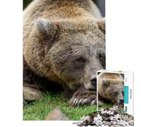 Puzzle da 1000 pezzi per ragazzi orso che dorme su una pietra gioco antistress analisi e logica stimolante da completare (dimensioni 50x75cm)