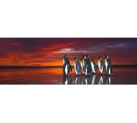 Heye - Puzzle Pinguini della Patagonia - 1000 Pezzi