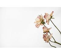 Puzzle da 1500 pezzi con fiori rosa per adulti: regali di team building per amanti o amici dai 14 anni in su