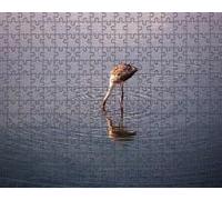 Puzzle da 300 pezzi "Fenicotteri" - Regali intellettuali, tempo libero, intrattenimento, decorazioni per feste 14 anni+