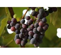 Puzzle da 300 pezzi "Uva" - Amici Regali intellettuali, tempo libero, intrattenimento, decorazioni per feste 14 anni+