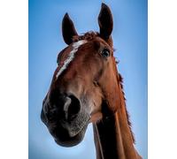 Puzzle da 4000 pezzi a forma di cavallo marrone, set di puzzle per stimolare la mente, giochi educativi, regali di intrattenimento per bambini dai 14 anni in su