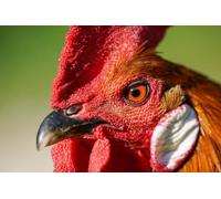 Puzzle da 4000 pezzi a forma di gallo, set di puzzle per stimolare la mente, giochi educativi, regali di intrattenimento per bambini dai 14 anni in su