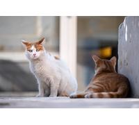 Puzzle da 500 pezzi "Due gatti" in legno per la casa - Un regalo per tutta la famiglia (14 anni+)