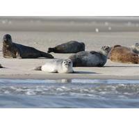 Puzzle da 500 pezzi "Foche da spiaggia": regali creativi e unici per decorare le pareti di casa, dai 14 anni in su