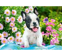 Castorland - Puzzle Cucciolo di bulldog francese - 500 Pezzi