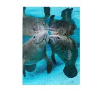 Puzzle da 500 pezzi per adulti, famiglie, gioco di puzzle per tutti, puzzle impegnativi,Bacio tra due adorabili lamantini