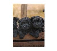 Puzzle da 500 pezzi per adulti, famiglie, gioco di puzzle per tutti, puzzle impegnativi,Cuccioli di famiglia Affenpinscher Cani neri Scimmia