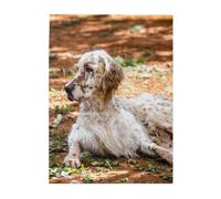 Puzzle da 500 pezzi per adulti, famiglie, gioco di puzzle per tutti, puzzle impegnativi,Setter inglese Autunno Animali domestici Cani Inglese