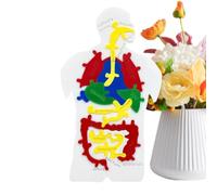 Puzzle del corpo umano - 9.88x5.71x0.35 pollici di digestivo per l'apprendimento scientifico, divertimento educativo con dettagli anatomici, giocattolo cognitivo per uso in classe, materiale P