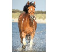 Puzzle del mondo dei cavalli trefl: rinfresco nel fiume 54 pezzi 1 St