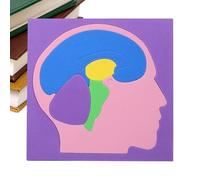 Puzzle di Anatomia - Modello Cerebrale Scientifico da assemblare in EVA,Puzzle Modello del corpo umano da fare da solo,per la scuola a casa, interni, asilo, viaggi, ragazzi, ragazze e