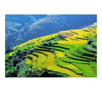 Puzzle di paesaggio di risaie terrazze - Puzzle per adulti 1000 (70 x 50 cm) pezzi, splendido paesaggio rurale di terrazze tra oro dorato e verde smeraldo
