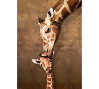 Eurographics - Puzzle Madre e bambino giraffa - 1000 Pezzi