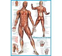 Puzzle Eurographics Sistema muscolare 1000 pezzi