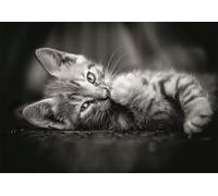 Clementoni - Puzzle 1000 Pezzi per Adulti e Ragazzi, Collection, Tema Kitty, Immagine Gatto, Compact Box con Poster Incluso, Idea Regalo Uomo e Donna, Made in Italy, 70x50 cm, 39950