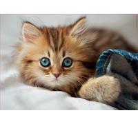 Puzzle Educa Kitten Collection da 200 pezzi di qualità premium, dagli 8 anni in