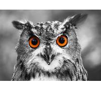 Puzzle Gufo Curioso 1000 Pezzi