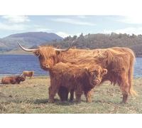 Puzzle Highland Sardo 1000 pezzi