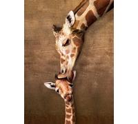 Puzzle Il bacio della giraffa XL 500 pezzi